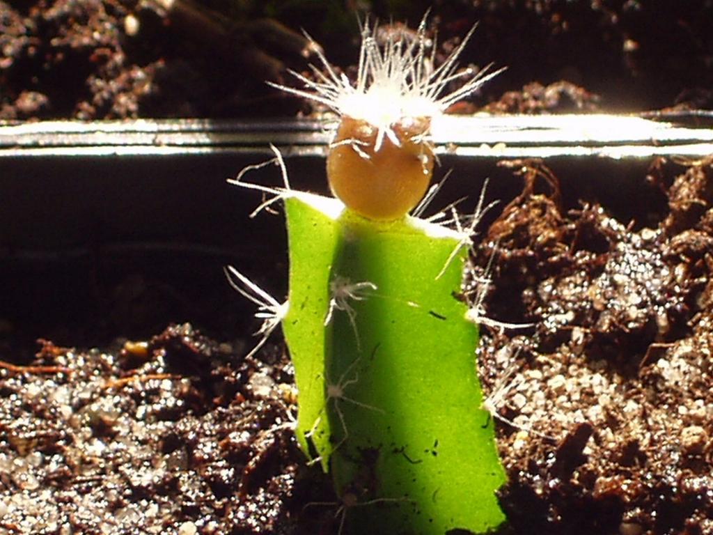 Eigene Echinopsis/Foto 9.jpg